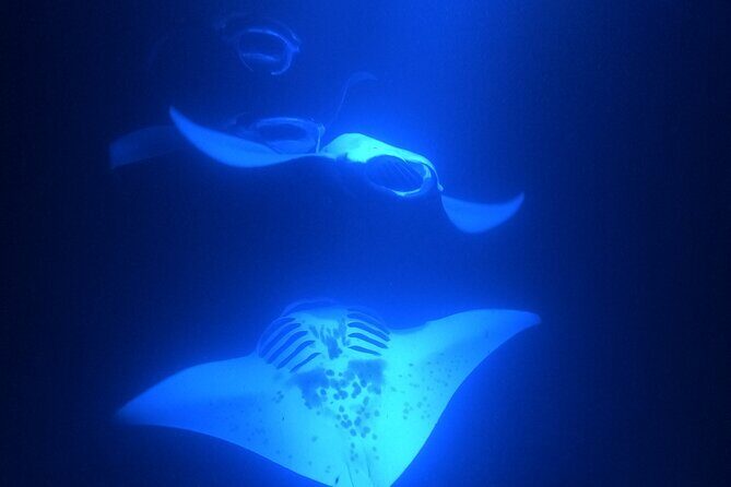 Manta Ray Snorkeling by Night in Kailua-Kona, Hawaii - The Sum Up