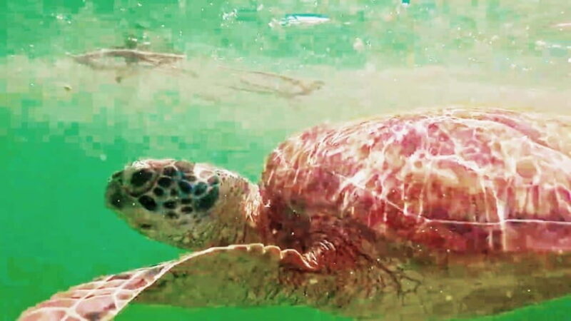 Mantayupan Falls & Moalboal: Snorkeling & Sardine Run Tour - Final Thoughts