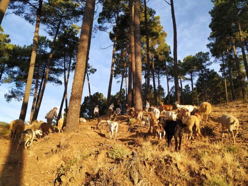 Manteigas: Serra da Estrela Shepherd Path Hike with Shepherd - Who Would Enjoy This Tour?