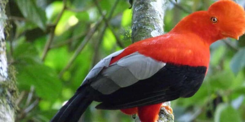 Manu Cultural Zone Tour 4 Days - A Deep Dive Into the Manu Cultural Zone 4-Day Tour