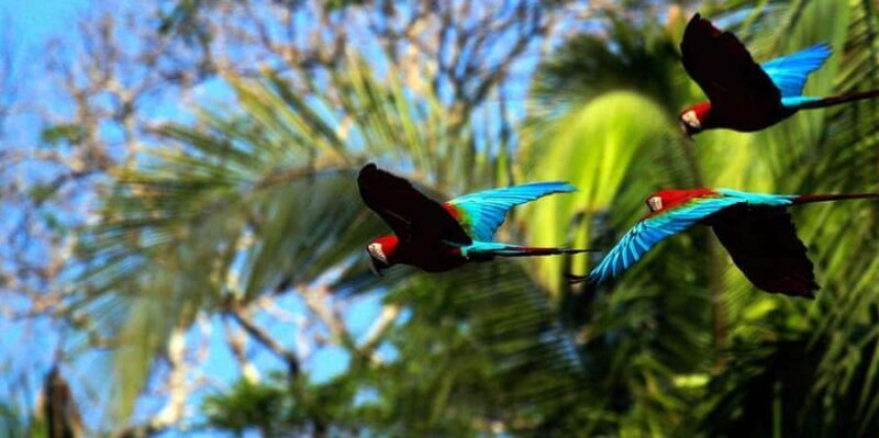 Manu Cultural Zone Tour 4 Days - Why This Tour Works for Travelers