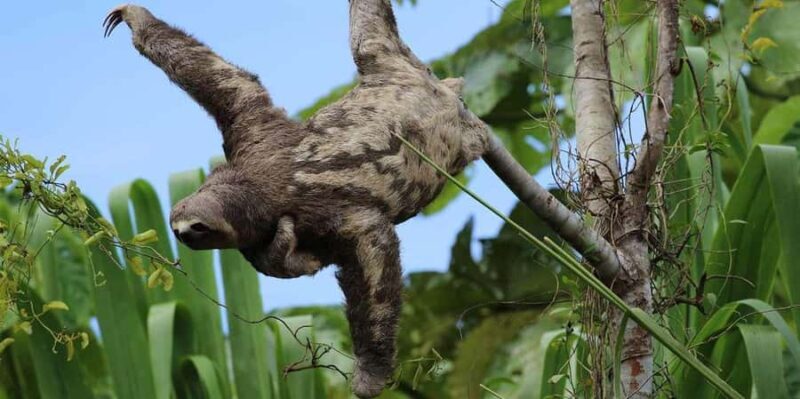 Manu Cultural Zone Tour 4 Days - FAQ