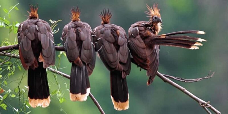 Manu Cultural Zone Tour 5 Days - Key Points