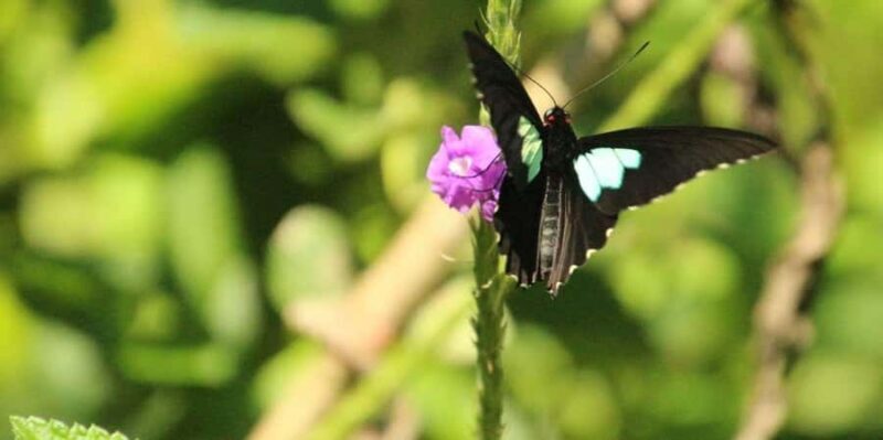 Manu Cultural Zone Tour 5 Days - Who Should Consider This Tour?