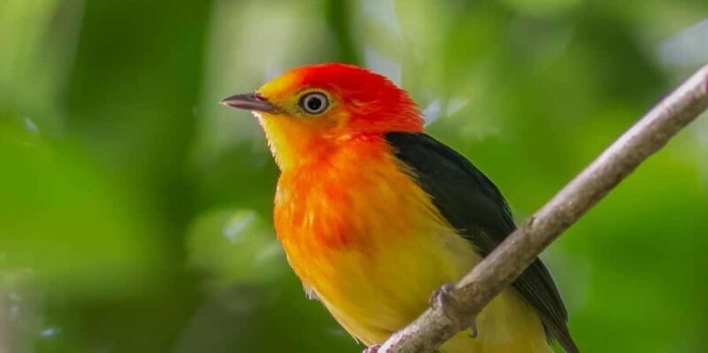 Manu Cultural Zone Tour 7 Days - A Complete Look at the Manu Cultural Zone Tour