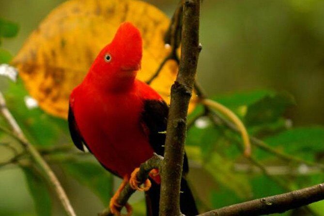 Manu Jungle Exploring (5 Days) - Key Points