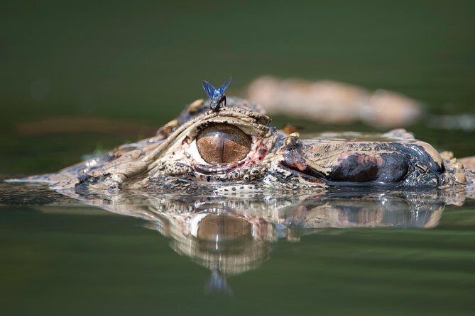 Manu Jungle Exploring (5 Days) - A Deep Dive into the 5-Day Manu Jungle Tour