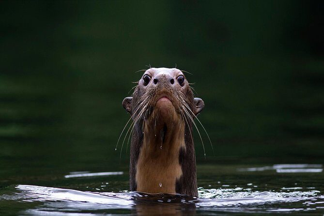 Manu Jungle Exploring (5 Days) - Frequently Asked Questions