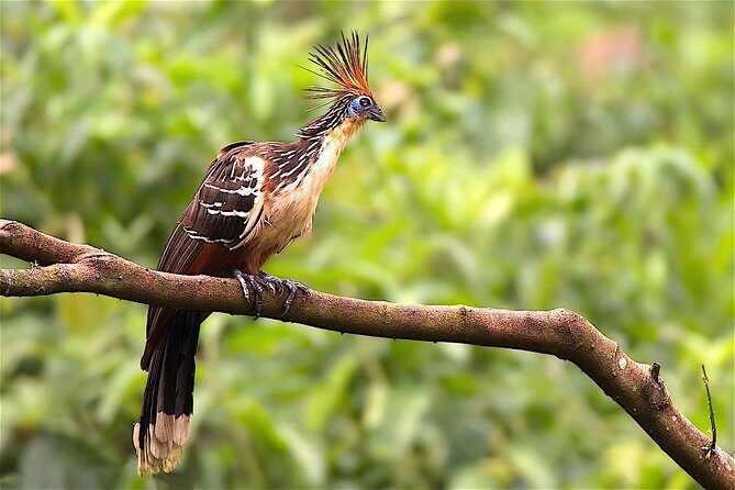 Manu Jungle Exploring (5 Days) - Final Thoughts