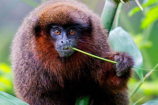 Manu Jungle Tour (4 Days) - An In-Depth Look at the Manu Jungle Tour