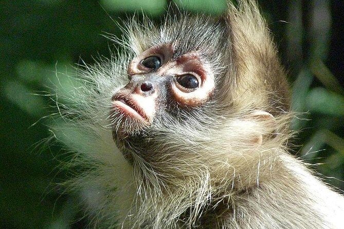 Manu Jungle Tour (4 Days) - Who Should Consider This Tour?