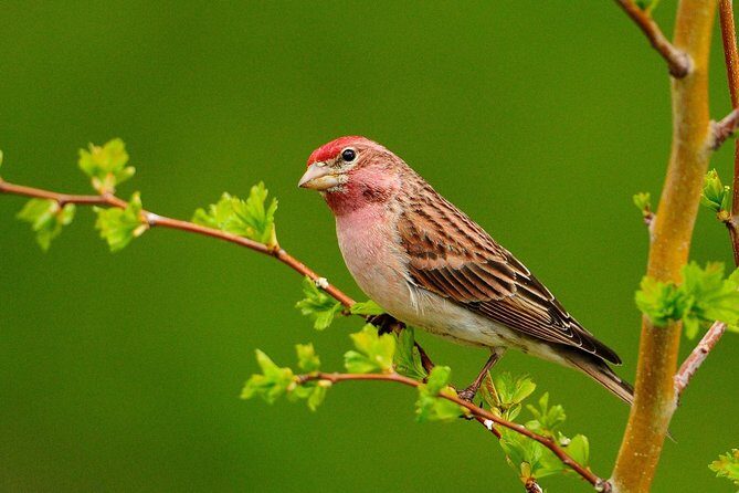 Manu Jungle Tour (4 Days) - Key Points