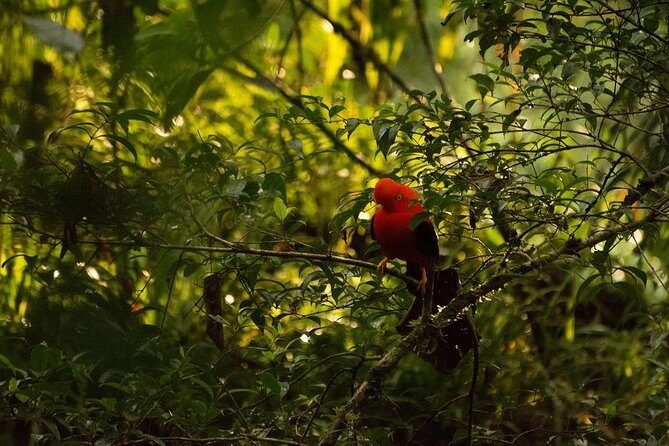 Manu Jungle Tour (4 Days) - Final Thoughts