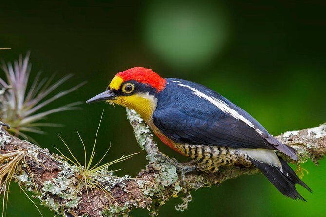 Manu Jungle Tour (4 Days) - Overall Value and Who Should Book