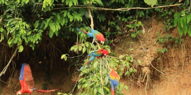 Manu National Park 3 Day Trip - Key Points