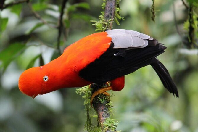 Manu National Park 4-Day Eco Tour from Cusco - What’s Included and What’s Not