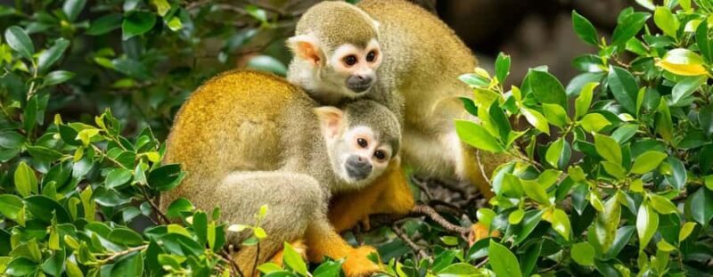 Manu National Park 4 Days - A Closer Look at the 4-Day Manu National Park Tour