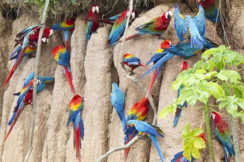 Manu National Park 4 Days - The Sum Up