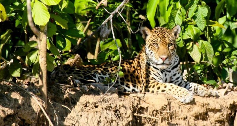 Manu National Park 4 Days - FAQs