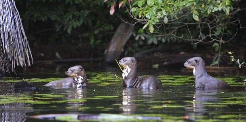 Manu National Park from Cusco - Day 1: Cloud Forest and Orchids