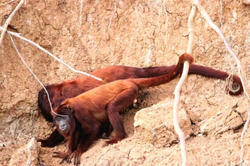 Manu National Park Tours from Cusco 5 Days - Discover the Wonders of Manu National Park with a 5-Day Tour from Cusco