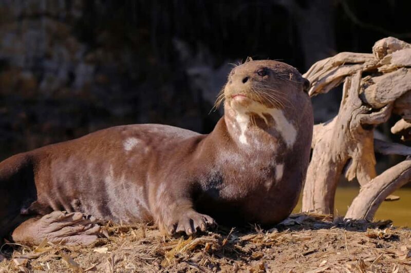 Manu National Park Tours from Cusco 5 Days - FAQ