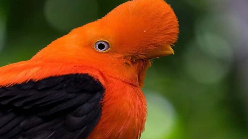 Manu National Reserve 5D | Pusharo Petroglyphs | - The Return to Cusco & Final Morning of Birdwatching