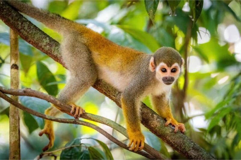 Manu Rainforest Tour 6 Days - The Experience: What Sets This Tour Apart