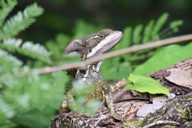 Manuel Antonio Hanging Bridges and Waterfall Tour - The Sum Up