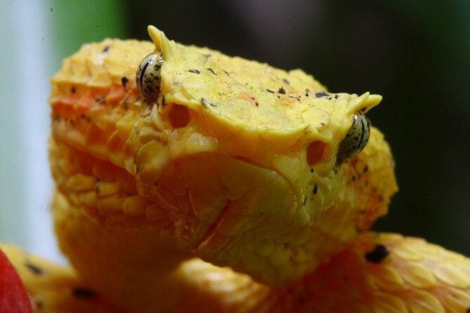 Manuel Antonio Herping Night Tour (Reptiles and Amphibians) - An In-Depth Look at the Manuel Antonio Herping Night Tour