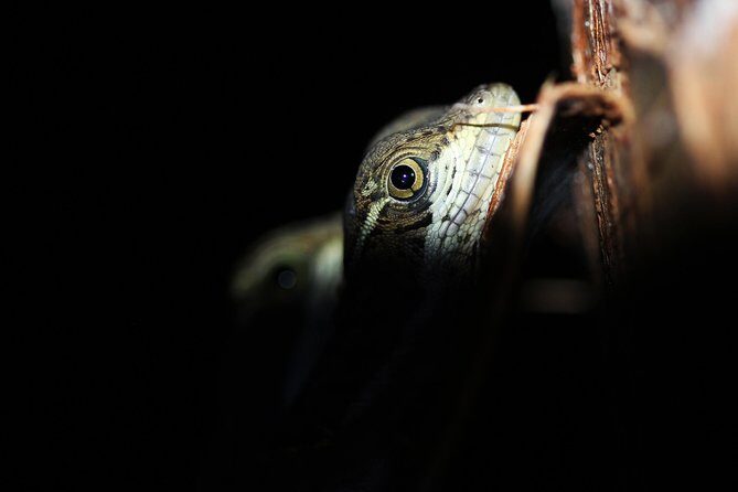 Manuel Antonio Jungle Night Tour with pick up included - Key Points