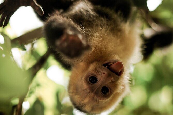 Manuel Antonio National Park - Manuel Antonio National Park: A Full-Day Adventure in Nature’s Playground