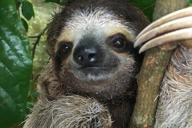 Manuel Antonio National Park: A Complete Wildlife Experience - Who Will Appreciate This Tour?