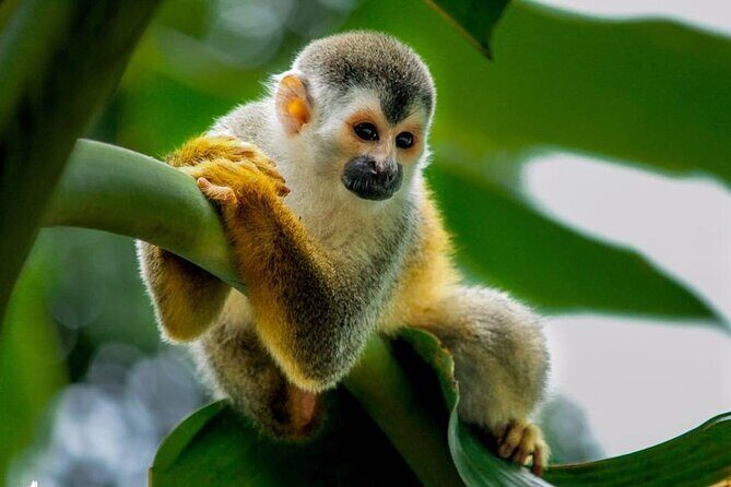 Manuel Antonio National Park Day Trip from San Jose - Summary: Is It Worth It?