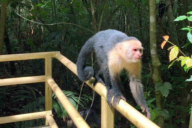 Manuel Antonio National Park Full-Day Adventure from San Jose - FAQs