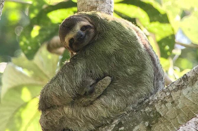 Manuel Antonio National Park Group Guided Tour - Why You Should Book This Tour