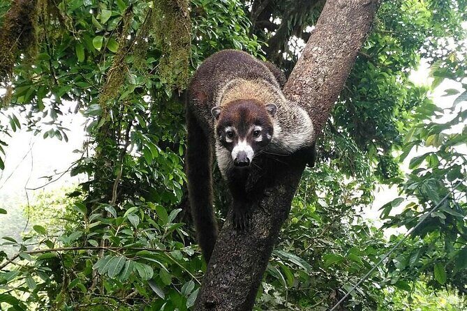 Manuel Antonio National Park *Group tour/Park ticket NOT included - Key Points