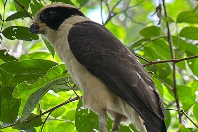 Manuel Antonio National Park *Group tour/Park ticket NOT included - FAQs