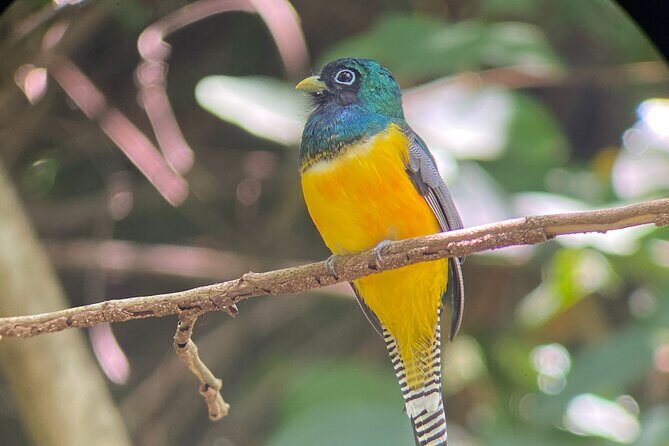 Manuel Antonio National Park guided tour - Exploring Manuel Antonio with a Guide: What You Can Expect