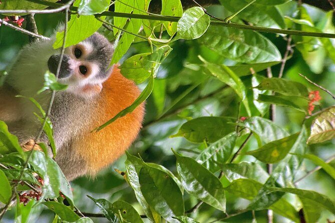 Manuel Antonio National Park Guided Tour - Considerations and Possible Downsides