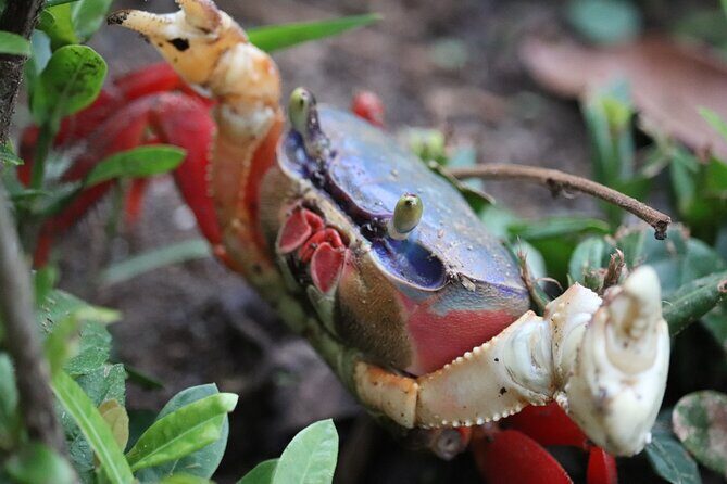 Manuel Antonio National Park guided tour - FAQ