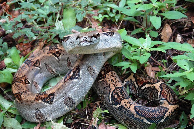 Manuel Antonio National Park Guided Tour - In-Depth Review of the Manuel Antonio Guided Tour
