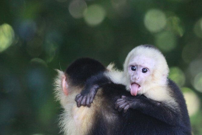 Manuel Antonio National Park guided tour - An Authentic Wildlife Adventure at Manuel Antonio National Park