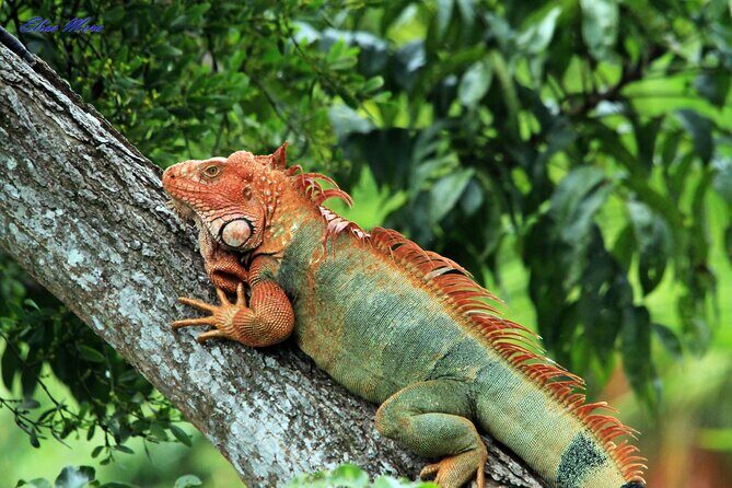 Manuel Antonio National Park guided tour - Why This Tour Stands Out