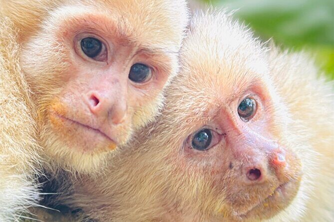 Manuel Antonio National Park Guided Tour ENTRY FEE INCLUDED - A Closer Look at the Tour Itinerary