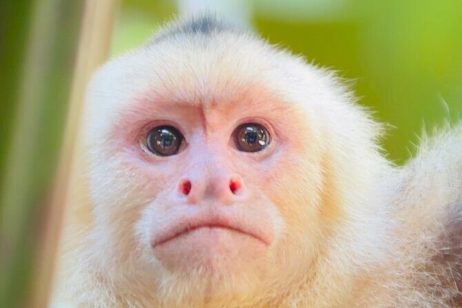 Manuel Antonio National Park Guided Tour ENTRY FEE INCLUDED - FAQs