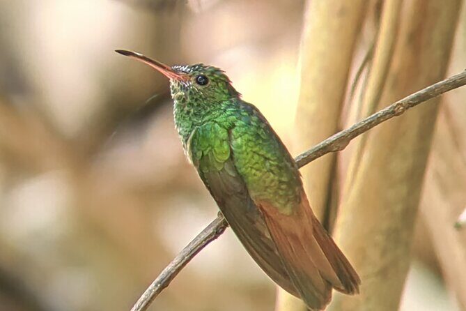 Manuel Antonio National Park: Guided tour to see animals - A Deep Dive into the Manuel Antonio Guided Tour