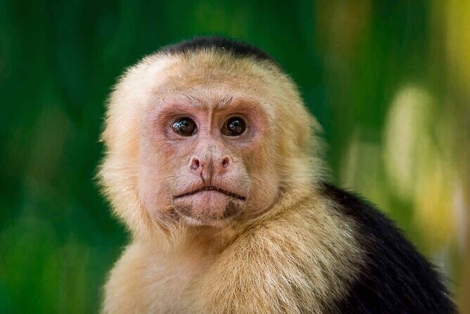 Manuel Antonio National Park Guided Walk - Key Points