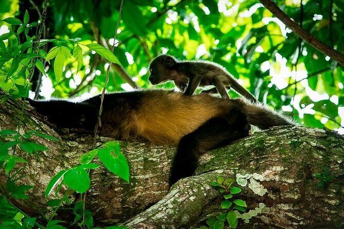 Manuel Antonio National Park Guided Walk - Frequently Asked Questions