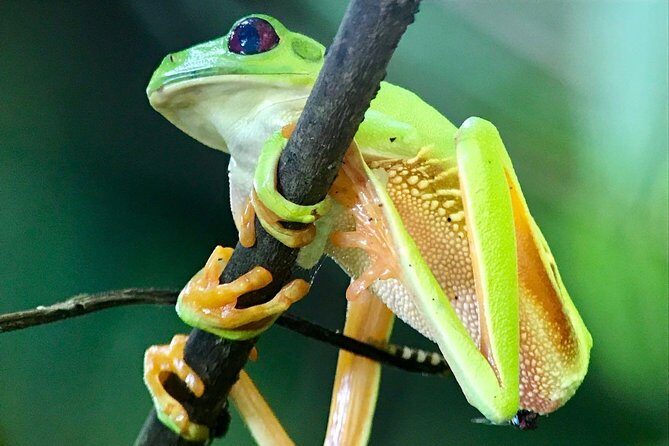 Manuel Antonio National Park Hiking Guided Tour - Exploring the Details: What You Can Expect from the Tour